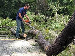 Nanticoke, PA Tree Services Company