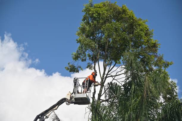 How Our Tree Care Process Works  in  Nanticoke, PA